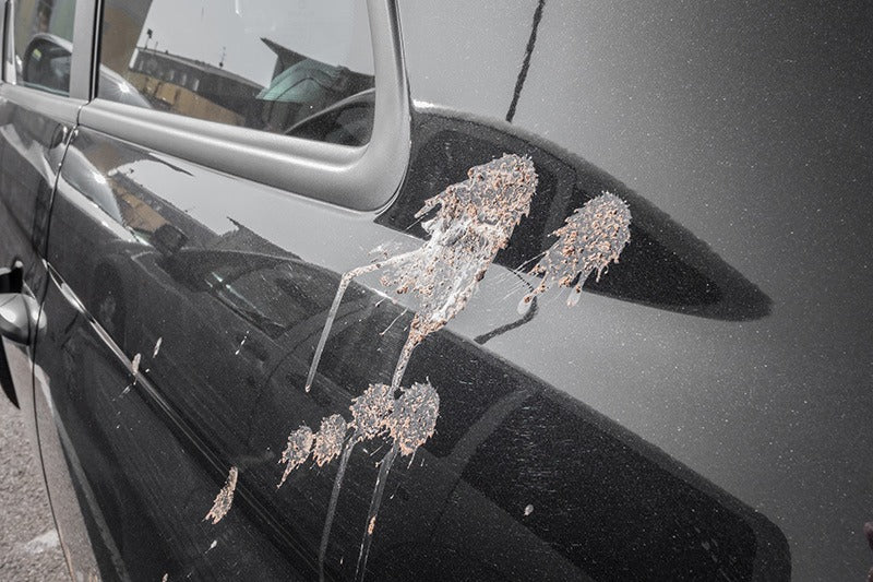 How to Get Rid of Bird Poop on Your Car